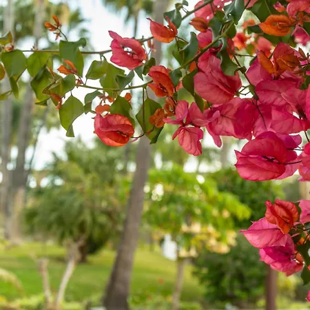 Casablanca 46 Oasis *