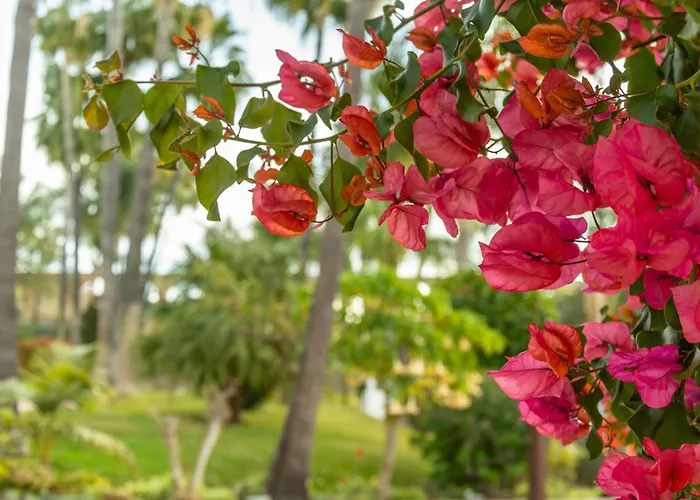 Casablanca 46 Oasis *